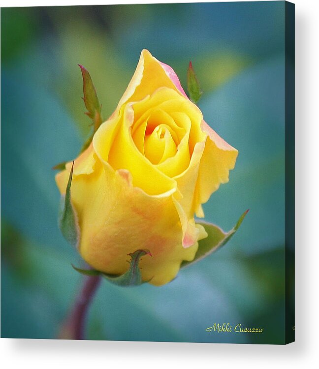 Floral Acrylic Print featuring the photograph Budding Yellow Rose by Mikki Cucuzzo