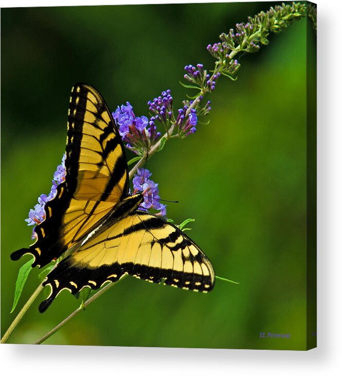 Flowers Acrylic Print featuring the photograph Butterfly by Ed Peterson