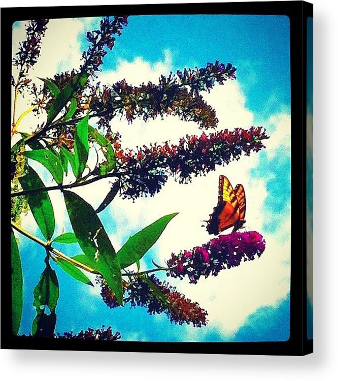 Butterfly Acrylic Print featuring the photograph Butterfly Love by Lori Lynn Gager