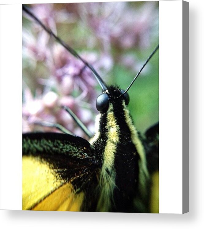 Macrogardener Acrylic Print featuring the photograph Butterfly by Natasha Marco