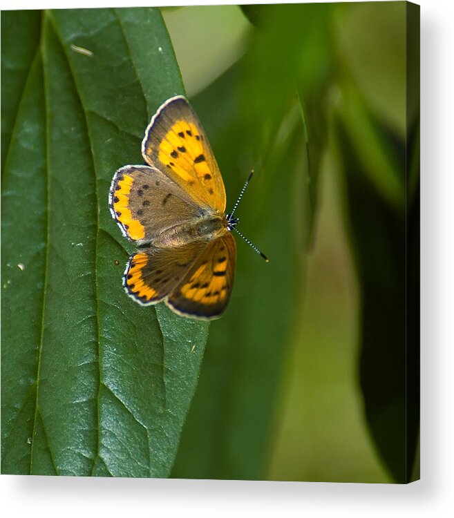 Buffterfly Acrylic Print featuring the photograph Butterfly Pose by Sarah McKoy