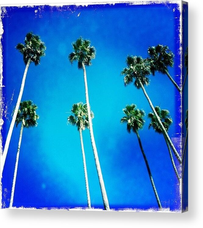 Palms Acrylic Print featuring the photograph California Palm Trees by Chris Fabregas