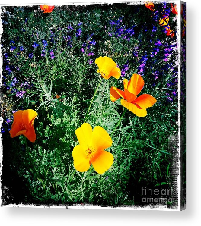 California Poppy Acrylic Print featuring the photograph California Poppy by Nina Prommer