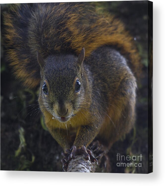 Squirrel Acrylic Print featuring the photograph Can I eat the Camera by Heiko Koehrer-Wagner