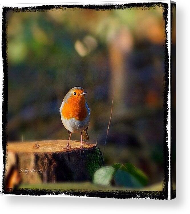 Instagram Acrylic Print featuring the photograph Cheeky Robin Redbreast #robin by Polly Rhodes