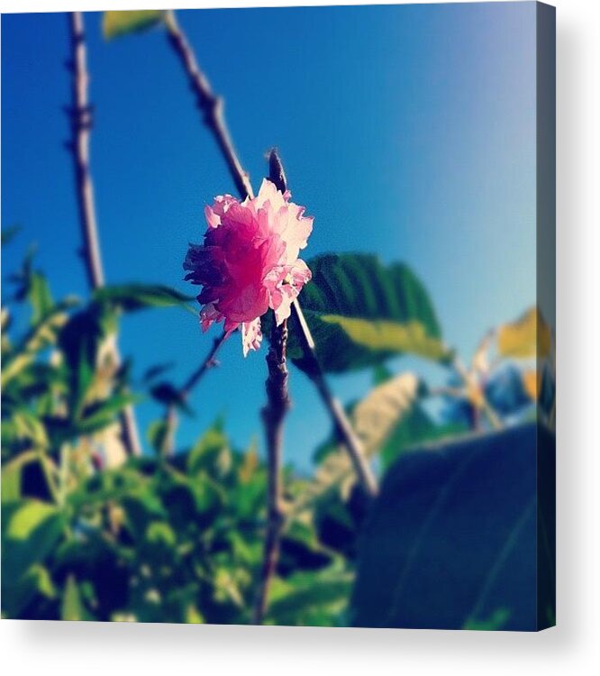 Flower Acrylic Print featuring the photograph Cherry Blossom by Amy Porter