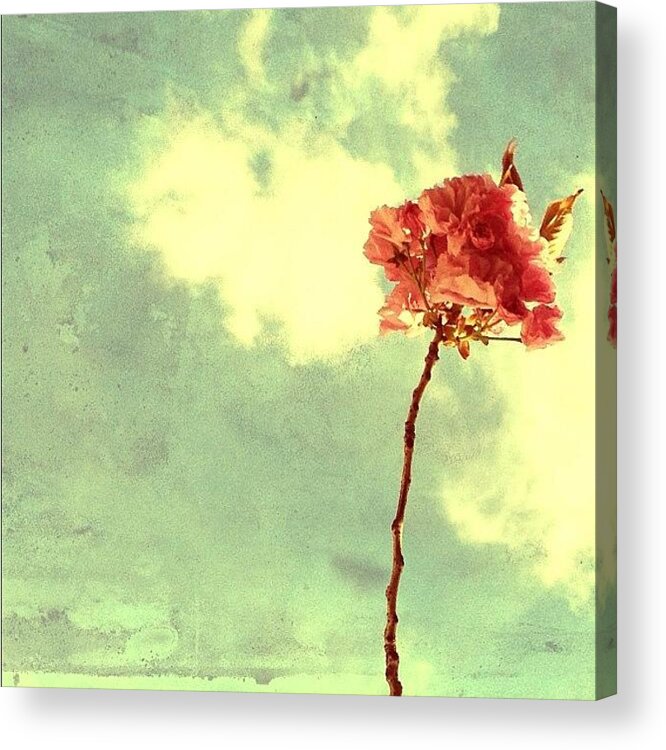 Mobilephotography Acrylic Print featuring the photograph Cherry Blossom by Natasha Marco