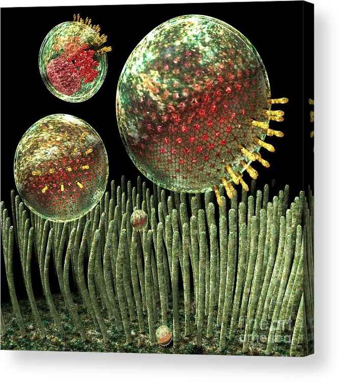 Bacteria Acrylic Print featuring the digital art Chlamydia by Russell Kightley