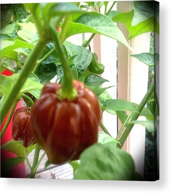  Acrylic Print featuring the photograph Chocolate Habanero by Mary Anne Payne