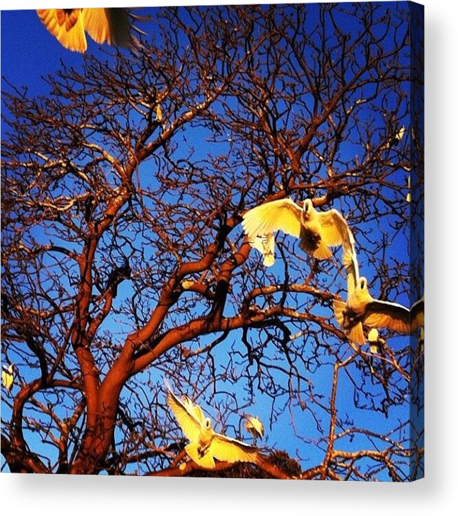 Sydney Acrylic Print featuring the photograph Cockatoos Everywhere by Alvaro Garcia