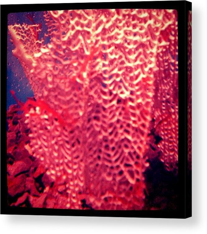 Shedd Acrylic Print featuring the photograph Coral by Jen K