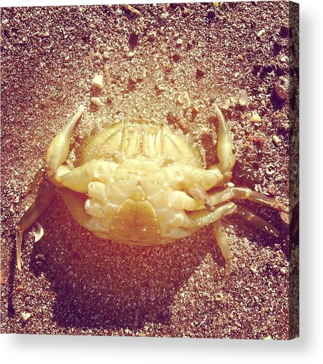 Sand Acrylic Print featuring the photograph #crab #beach #sand #sea #creature by Amy Reid 💜