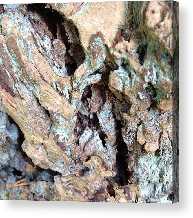Nofilter Acrylic Print featuring the photograph Crazy Bark #nofilter by Sand I Am
