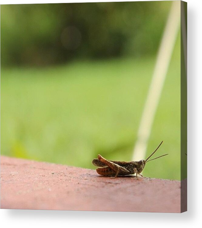  Acrylic Print featuring the photograph Cricket by Unique Louise