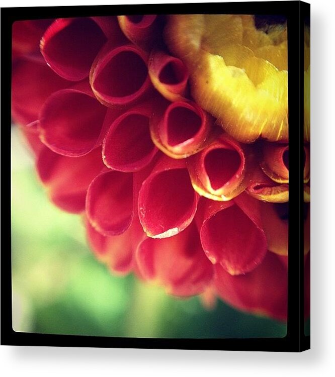  Acrylic Print featuring the photograph Dahlia 4 by Gracie Noodlestein