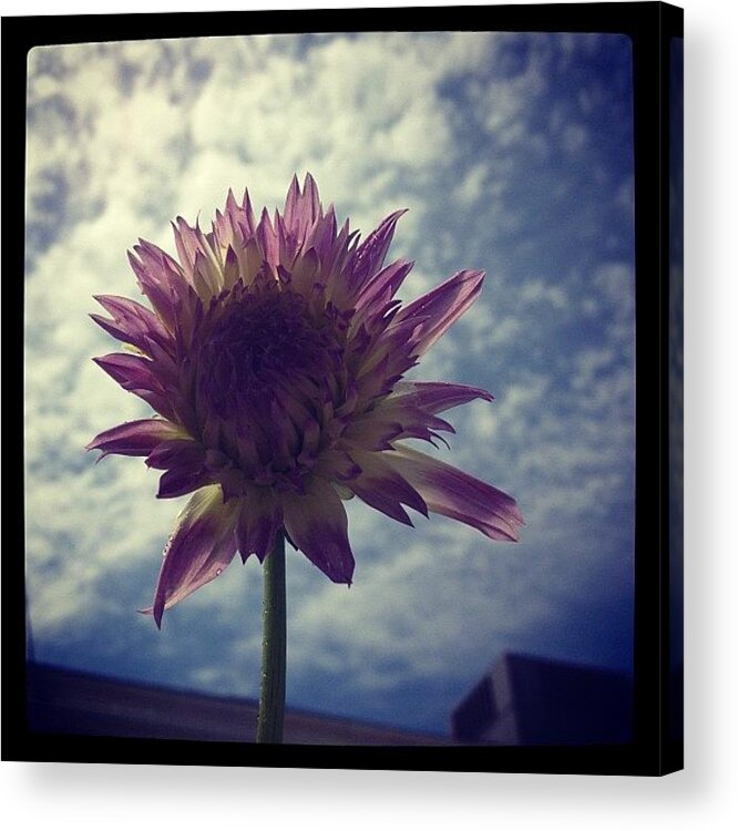  Acrylic Print featuring the photograph Dahlia And Sky by Gracie Noodlestein