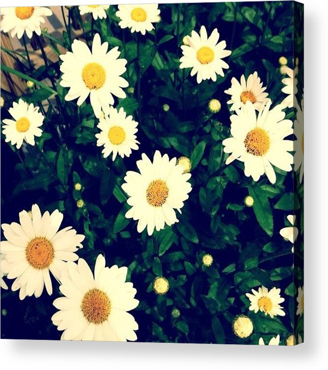 Flower Acrylic Print featuring the photograph Daisies by Cassie OToole