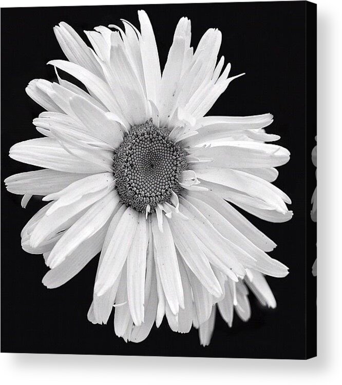  Acrylic Print featuring the photograph Daisy Black by Carl Milner