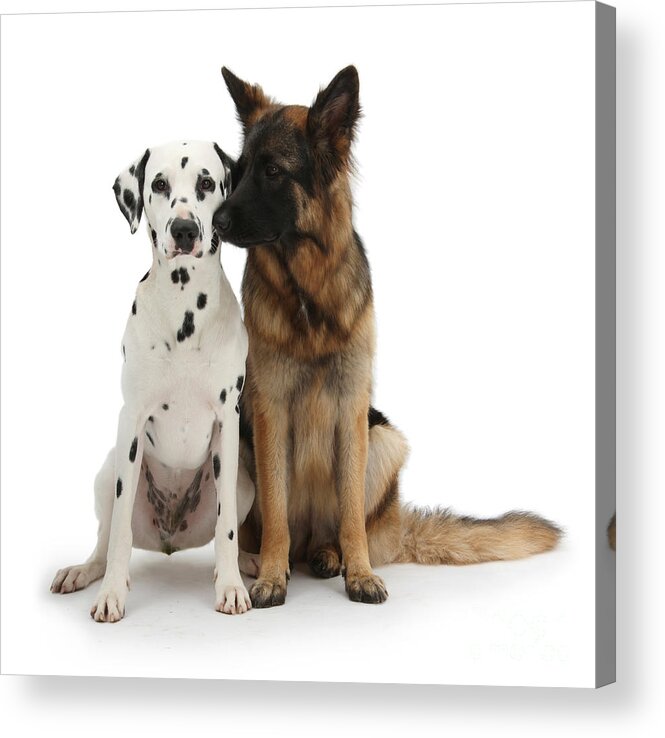 Nature Acrylic Print featuring the photograph Dalmation And German Shepherd by Mark Taylor