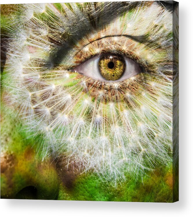 Art Acrylic Print featuring the photograph Dandelion by Semmick Photo