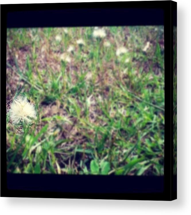 Natural Acrylic Print featuring the photograph Dandelions. #instagood #instaphoto by Leslie Drawdy ☀