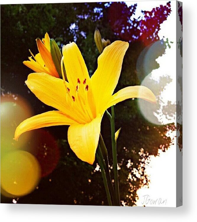 Beautiful Acrylic Print featuring the photograph Day Lily II. #daylily #lily #flowers by Jess Gowan
