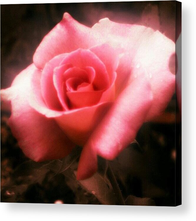  Acrylic Print featuring the photograph Do Not Watch The Petals Fall From The by Melissa Fleming