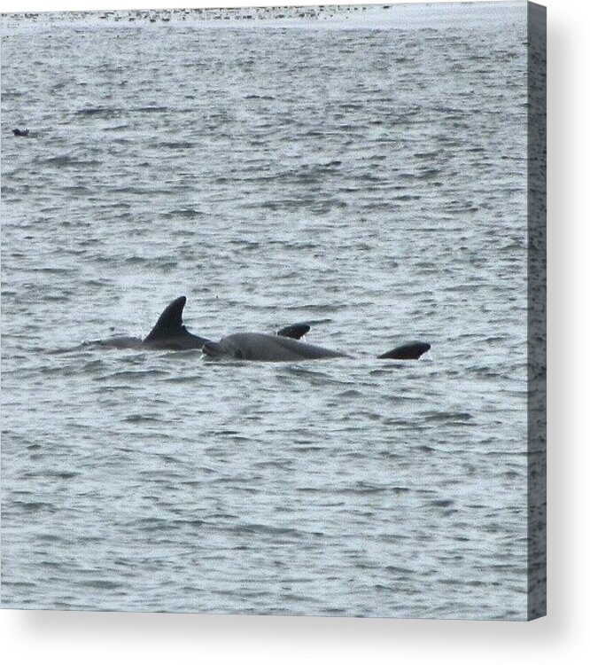 Summer Acrylic Print featuring the photograph #dolphin #wildanimal #wilddolphin #sea by Robin O