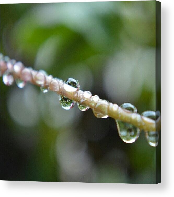 Droplets Acrylic Print featuring the photograph Droplets #rain #drops #droplets #macro by Austin Engel
