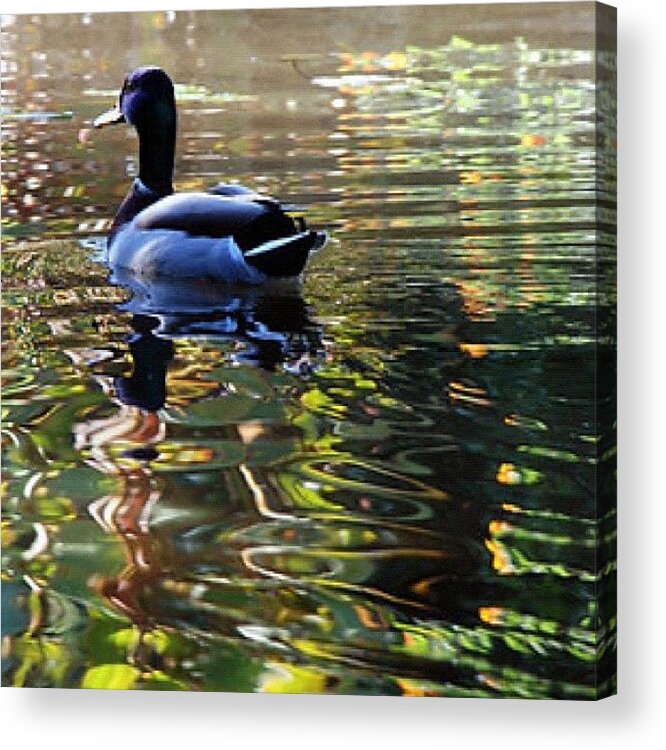 Swim Acrylic Print featuring the photograph #duck #swim #float #lake #pond #water by Michael Lynch