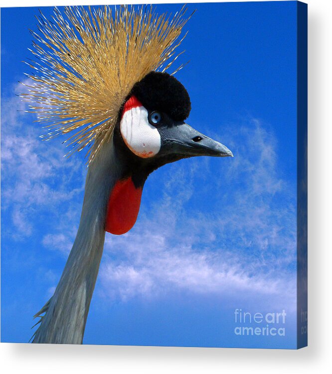 East African Crowned Crane Acrylic Print featuring the photograph East African Crowned Crane by Two Hivelys