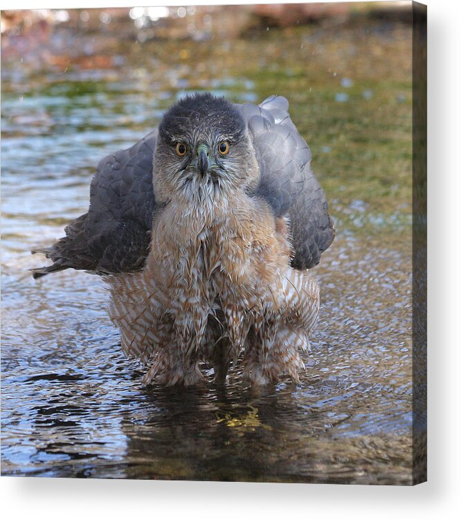 Cooper\'s Hawk Acrylic Print featuring the photograph Excuse me but I am bathing here. by Doris Potter