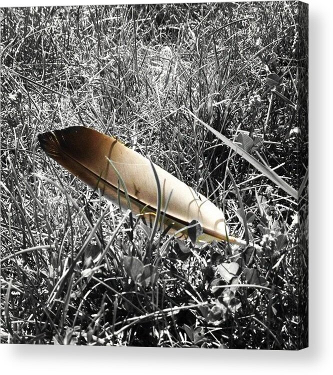 Love Acrylic Print featuring the photograph #feather #grass #bird #instagood by Shwa Moen