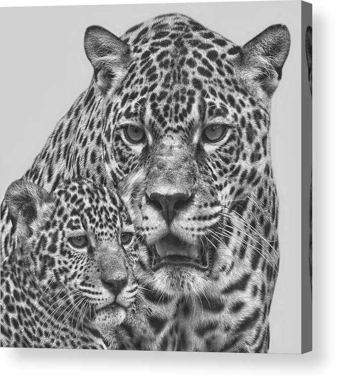 Jaguar Acrylic Print featuring the digital art Female Jaguar And Cub by Larry Linton