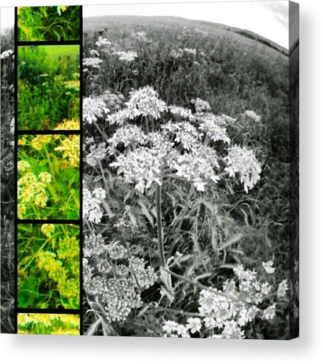 Field Acrylic Print featuring the photograph Field Fresh by Vicki Field