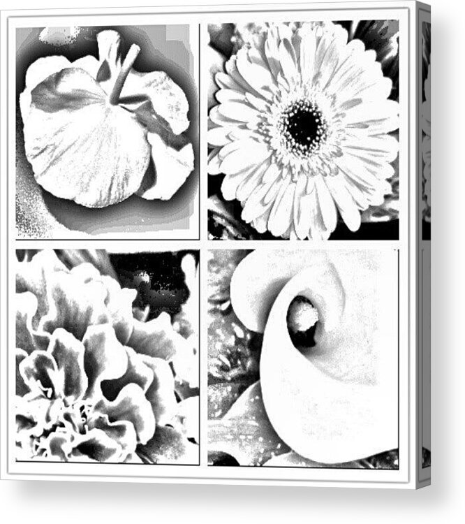 Blackandwhite Acrylic Print featuring the photograph Floral 4 by Esther Huinink 
