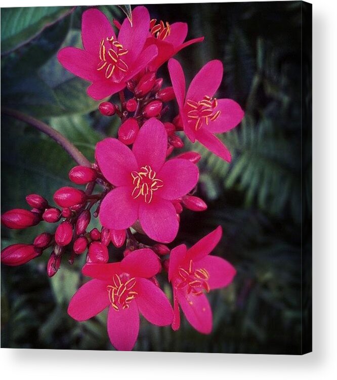  Acrylic Print featuring the photograph Floral Beauty🌺 by Lorenzo Lionello
