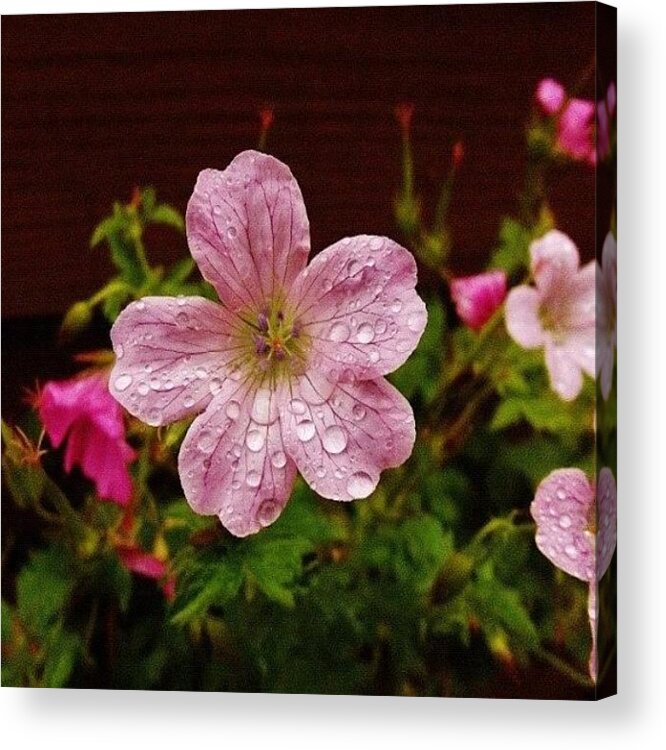 Instagram Acrylic Print featuring the photograph Flower After The Rain. #flower #pink by Mike Williams