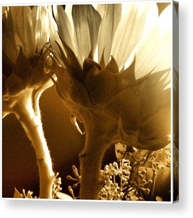 Sunlight Acrylic Print featuring the photograph #flowers #sunlight #justbecause by Lucy Siciliano