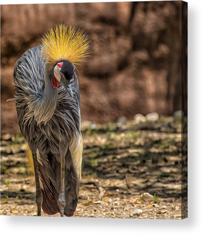 Bird Acrylic Print featuring the photograph Flowing Crowned Crane Profile by Bill and Linda Tiepelman