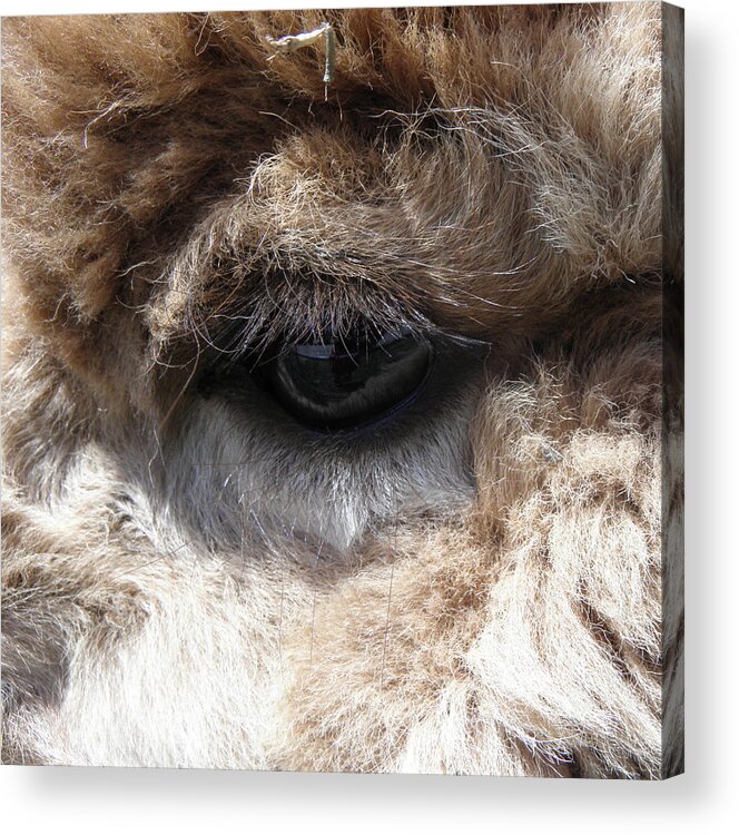 Alpaca Acrylic Print featuring the photograph Fluffy Eyes by Kim Galluzzo Wozniak