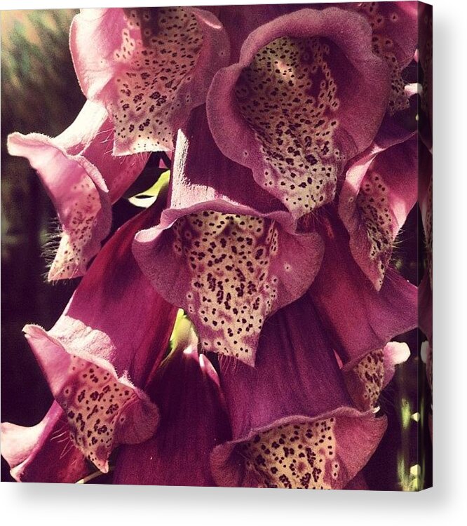 Foxglove Acrylic Print featuring the photograph Foxgloves by Nic Squirrell