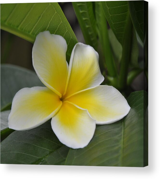 Flowers Acrylic Print featuring the photograph Frangapani by Vijay Sharon Govender