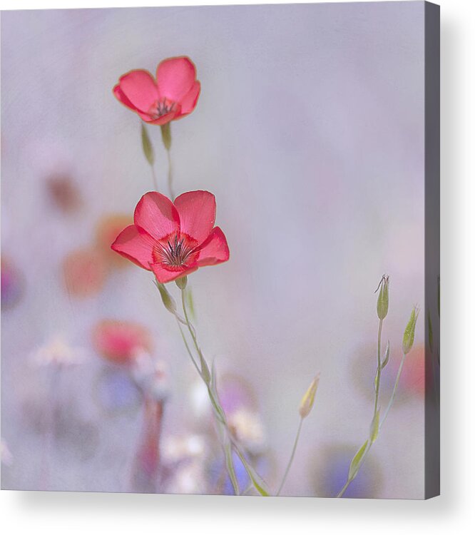 Spring Acrylic Print featuring the photograph Fresh Air by Joel Olives