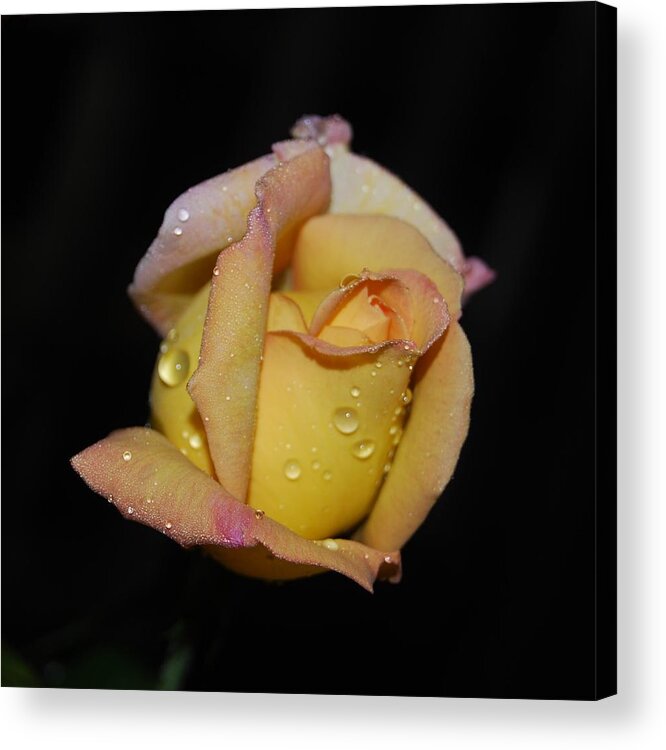Rose Acrylic Print featuring the photograph Fresh as the Morning Dew by Judy Hall-Folde