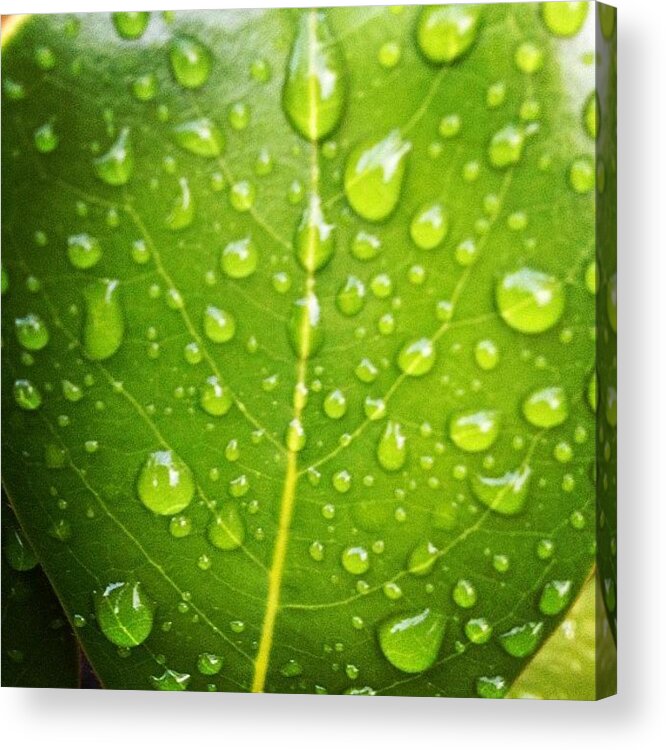 Webstagram Acrylic Print featuring the photograph #garden After #rain #webstagram by Irina Moskalev
