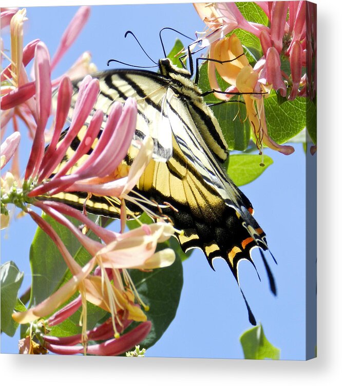 Swallowtail Acrylic Print featuring the photograph Gathering Nectar 2 by ShaddowCat Arts - Sherry