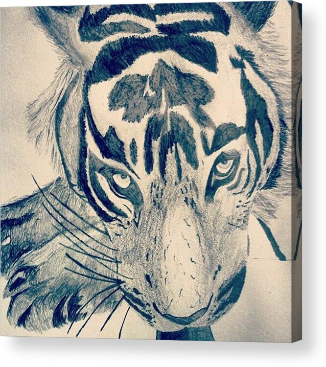 And Acrylic Print featuring the photograph #gcse #art #drawing #tiger #sketch by Hayden Walsh