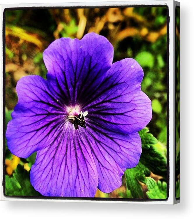 Blue Acrylic Print featuring the photograph #geranium #johnson Blue #flower Petals by Fay Pead