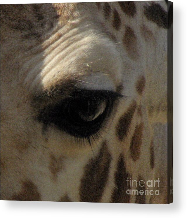 Giraffe Eye Acrylic Print featuring the photograph Giraffe eye by Kim Galluzzo Wozniak